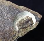 Ellipsocephalus hoffi (SCHLOTHEIM 1823) - Bild © FossNet FossilienStore